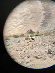 Oressochen melanopterus