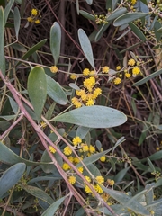 Acacia redolens