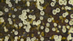 Henningsomyces candidus