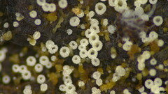 Henningsomyces candidus