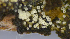 Henningsomyces candidus