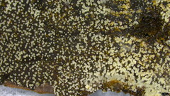 Henningsomyces candidus