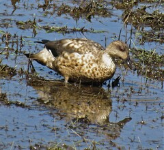 Lophonetta specularioides