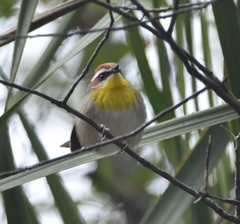 Basileuterus rufifrons
