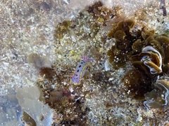 Hypselodoris bennetti