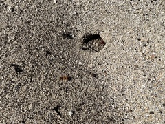 Pogonomyrmex californicus