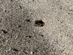 Pogonomyrmex californicus