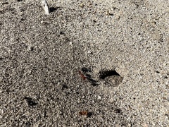 Pogonomyrmex californicus