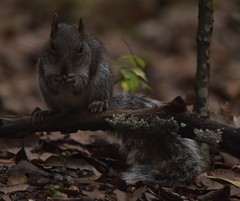 Sciurus alleni