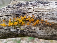 Dacrymyces