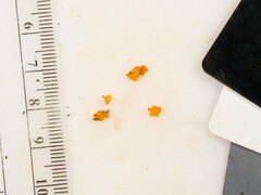 Dacrymyces