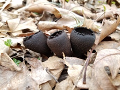 Urnula