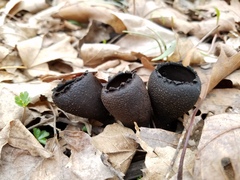 Urnula