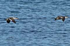 Lophonetta specularioides