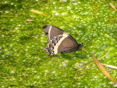 Papilio garamas