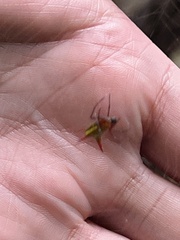 Micrathena guerini