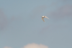 Thalasseus sandvicensis