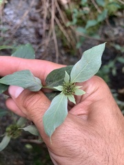 Pycnanthemum incanum