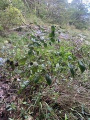 Pycnanthemum incanum