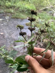 Pycnanthemum incanum