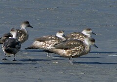 Lophonetta specularioides