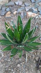 Agave garciae-mendozae