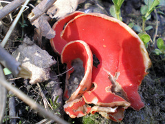 Sarcoscypha austriaca