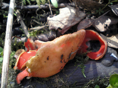 Sarcoscypha austriaca