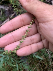 Ambrosia porcheri