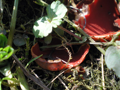 Sarcoscypha austriaca