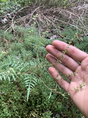 Ambrosia porcheri