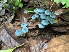 Clitocybula azurea