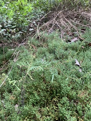 Ambrosia porcheri