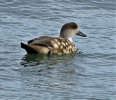 Lophonetta specularioides