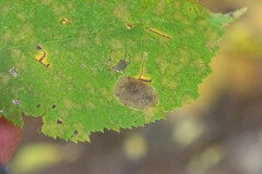 Cameraria corylisella