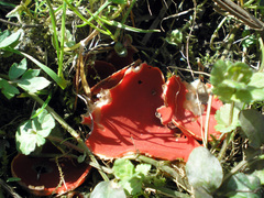 Sarcoscypha austriaca