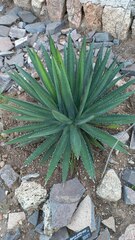 Agave difformis