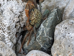 Geograpsus lividus