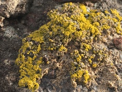 Candelariella rosulans