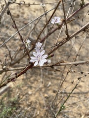 Stephanomeria diegensis