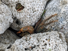 Geograpsus lividus