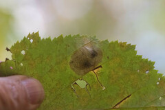 Cameraria corylisella