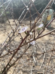 Stephanomeria diegensis