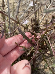 Stephanomeria diegensis