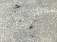 Chloris chloris chloris