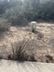 Stephanomeria diegensis