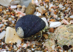 Pagurus novizealandiae