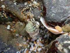 Pagurus novizealandiae