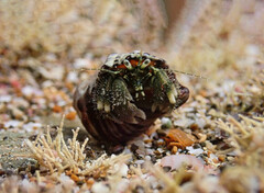 Pagurus novizealandiae