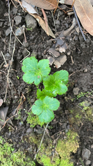 Sanicula crassicaulis